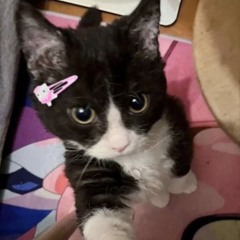 Maya
