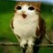 meowl 🛐