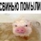 свинью помыли