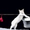 Genji_jumper