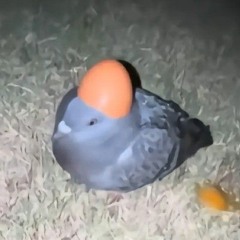 Birb