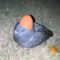 Birb