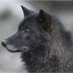 ThinkingWolf