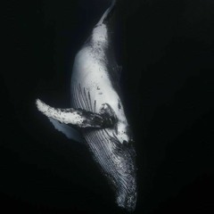 White_Whale_On