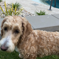 reid