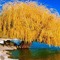 mellowtree