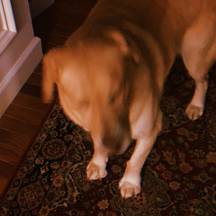 kimber