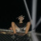 LoudDripp