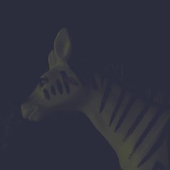 Zebra - 4 Studio
