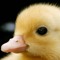 ♧ The Best Duck ♧ (AKA DuckStep)
