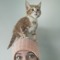 kittytonic420