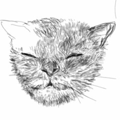 meow