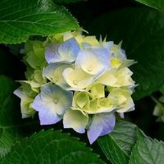 Nagham Arafeh