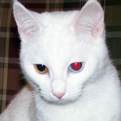 qeyeye