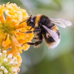 Ezzy-Bee