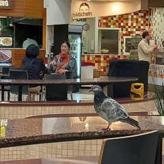 Ambassador Stick Insect