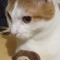 kitty
