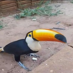 Tukano