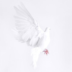 Dove