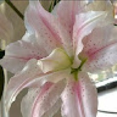 whitelily