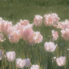 Sakura🌸💫