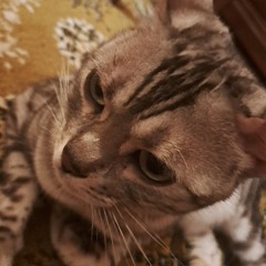 Zabadu