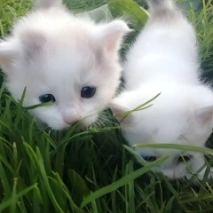 #афк73