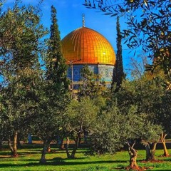 *أبو البراء*