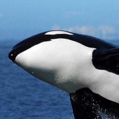 Orca