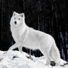 Valentine Wolf