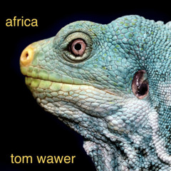 tom wawer