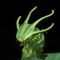 LoyalBugCatcher