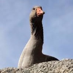 GooseMane