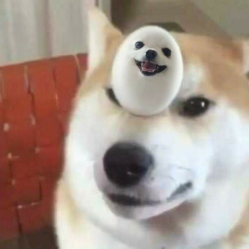 dogoom’s avatar