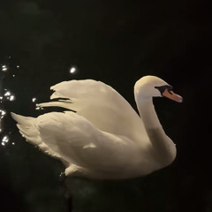 ّ