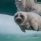 LuvSeals