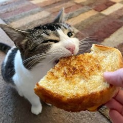 Mangocat_music