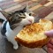 Mangocat_music