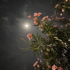 Jo_o747