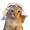 Halal Cat