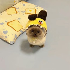 Chipolino