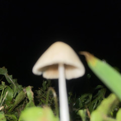 mgx