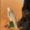 عنق المها