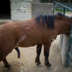 Little Nas Forelt PlacIntyre 6921