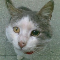 ecco2k is ecco2k (?)