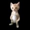 meowmeowmeowmeowmeowmeow
