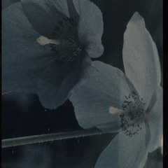laflor