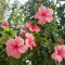 Marie. W