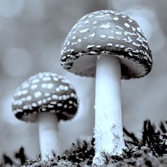 Amanita
