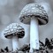 Amanita
